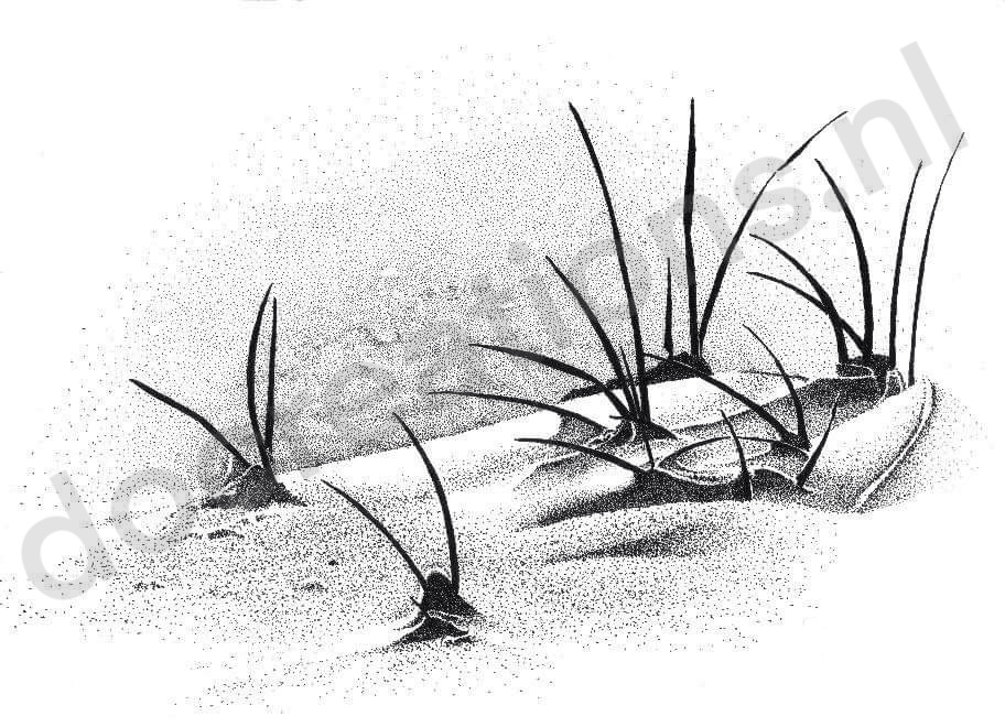 7. Helmgras